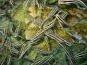 poisson chat - Plotusus lineatus